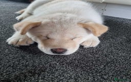 Mixed Breed dogs for sale: Chowski pups - Image 32