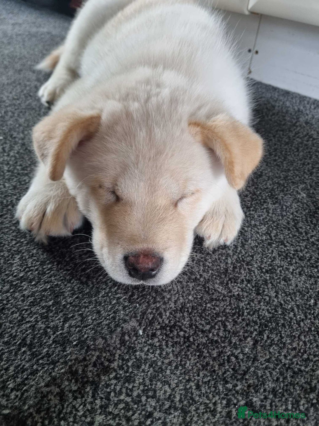 Mixed Breed dogs for sale: Chowski pups - Image 32