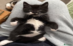 British Shorthair cats for sale: Kittens for sale - Image 25