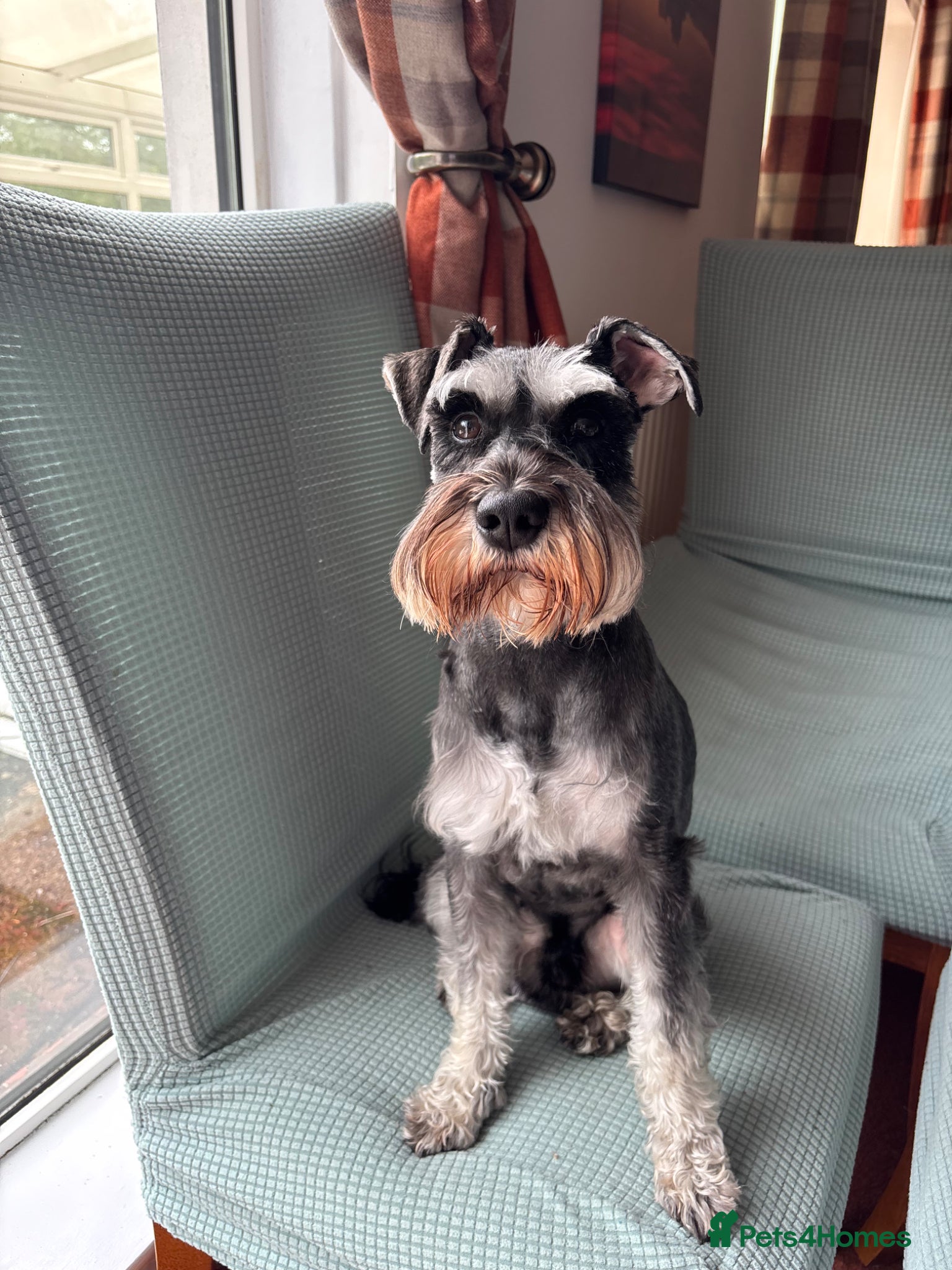 Miniature Schnauzer dogs Pedigree non KC registered stud dog - Advert 1