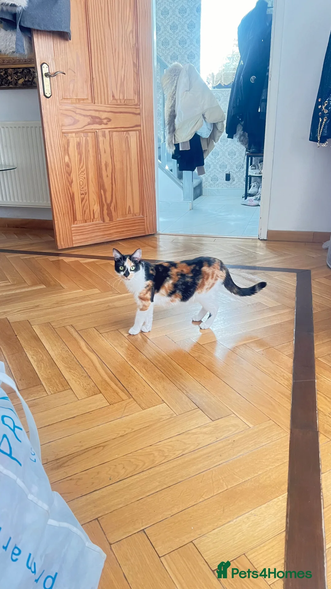 Mixed Breed cats for sale: Female cat for free - Advert 3
