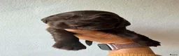 Cocker Spaniel dogs for sale: KC Reg, health tested Chocolate Puppies - Advert 21