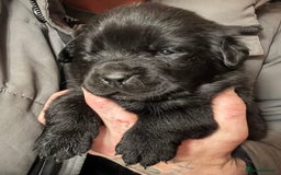 Mixed Breed dogs for sale: Beautiful Newfoundland cross  - Image 3