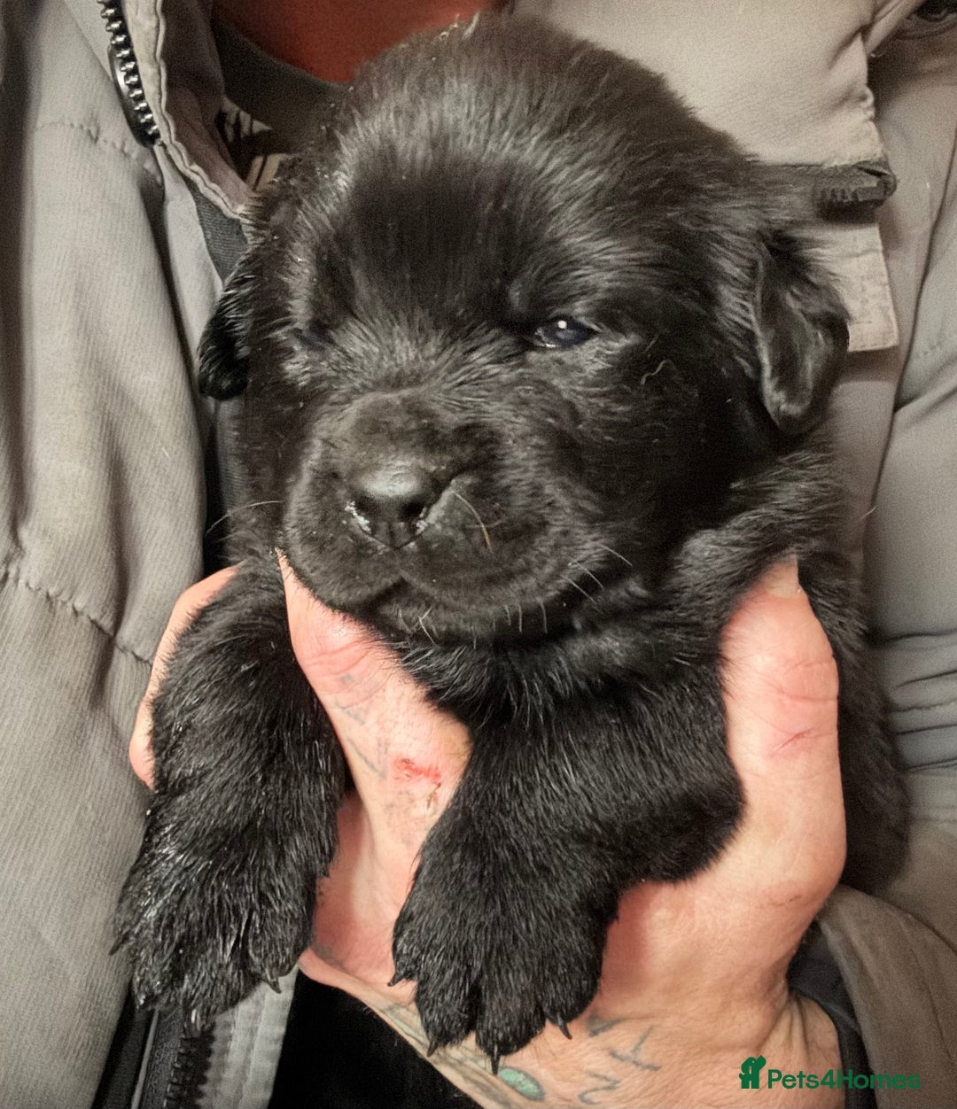 Mixed Breed dogs for sale: Beautiful Newfoundland cross  - Image 3