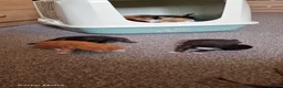 British Longhair cats for sale: Kittens  - Advert 12