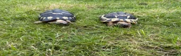 Tortoise reptiles for sale: Male & female Hermann Tortoise in Portsmouth - Advert 1