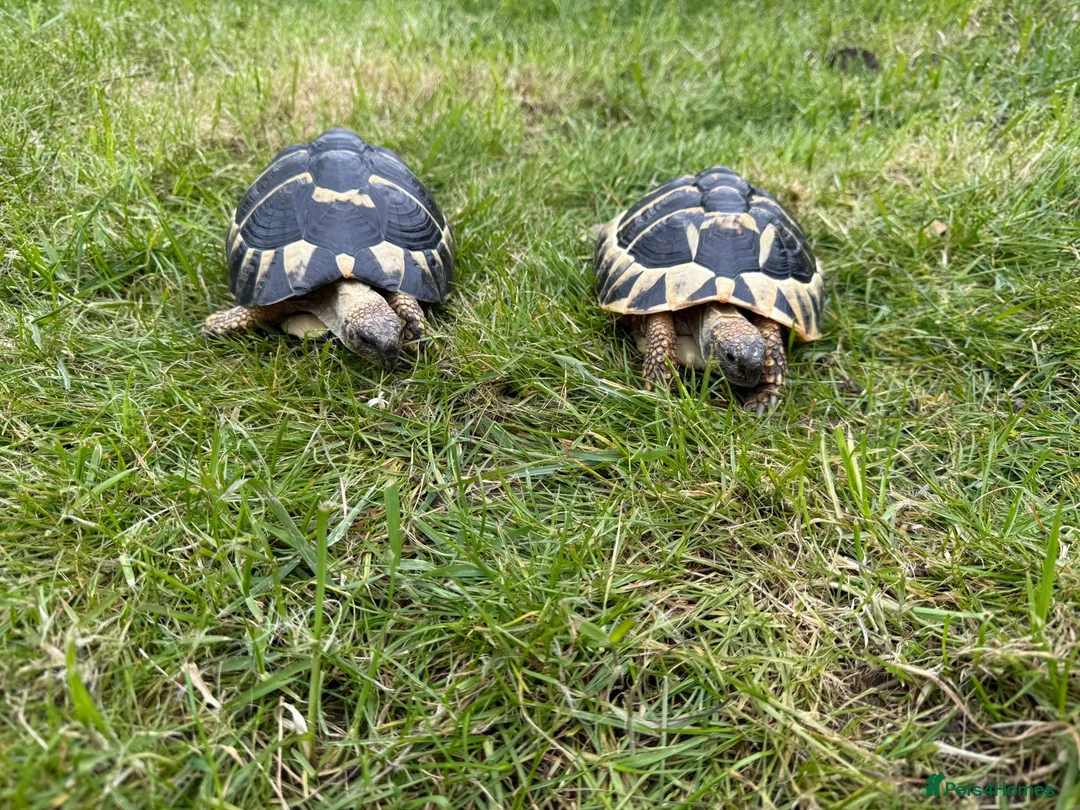 Tortoise reptiles for sale: Male & female Hermann Tortoise in Portsmouth - Advert 1