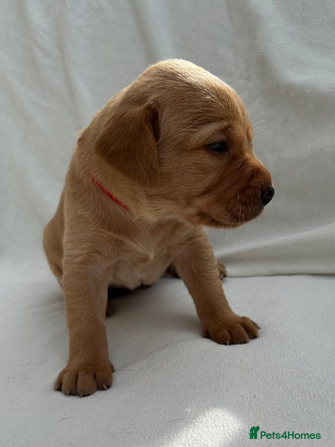 Labrador Retriever dogs for sale: Family/Working bred KC Labradors - Image 14