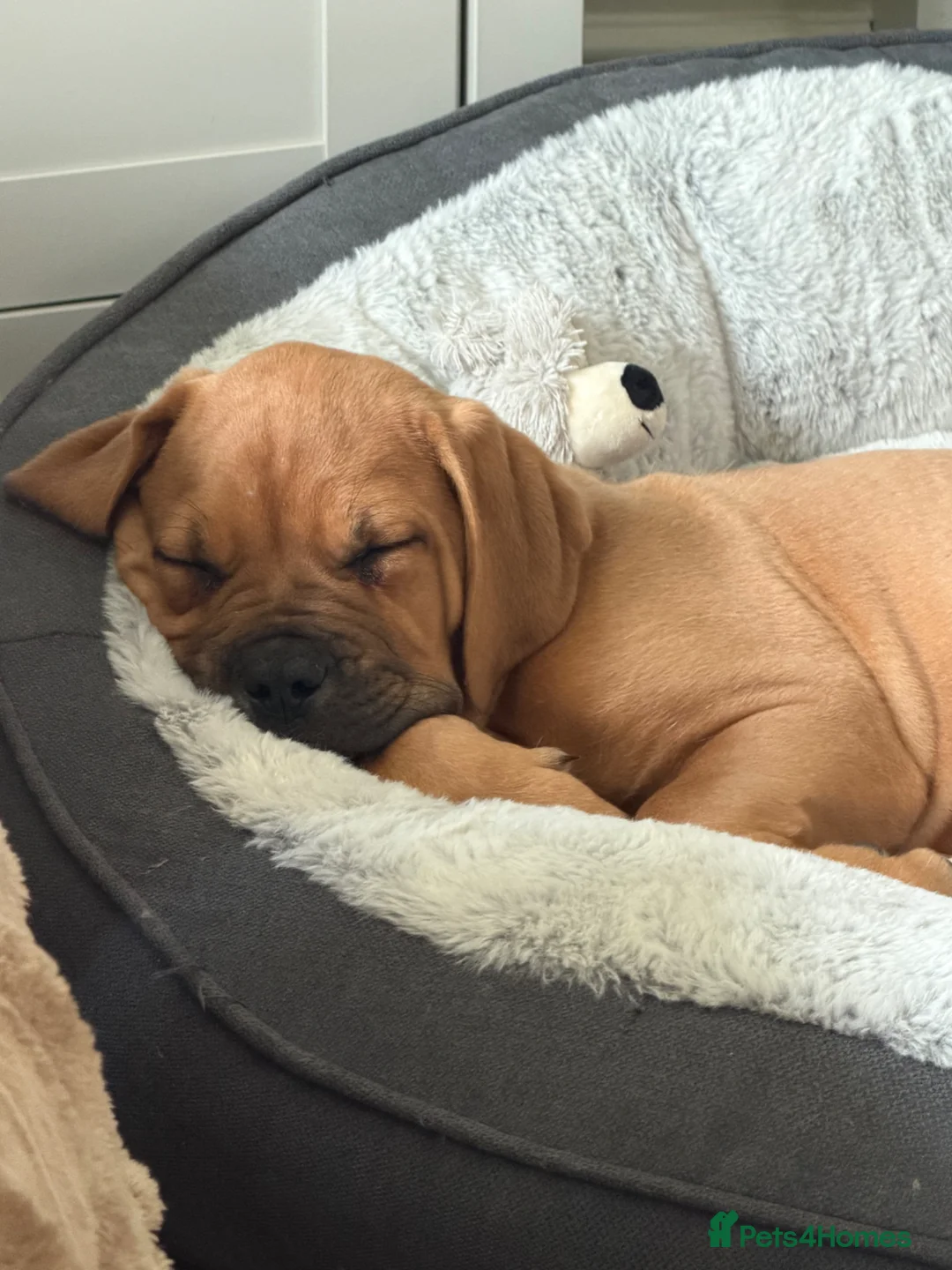 Mixed Breed dogs for sale: Dogue De Bordeaux , Bullmastiff Cross in King's Lynn - Advert 2