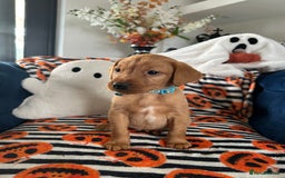 Labrador Retriever dogs for sale: Beautiful fox red Labrador pups - Image 24