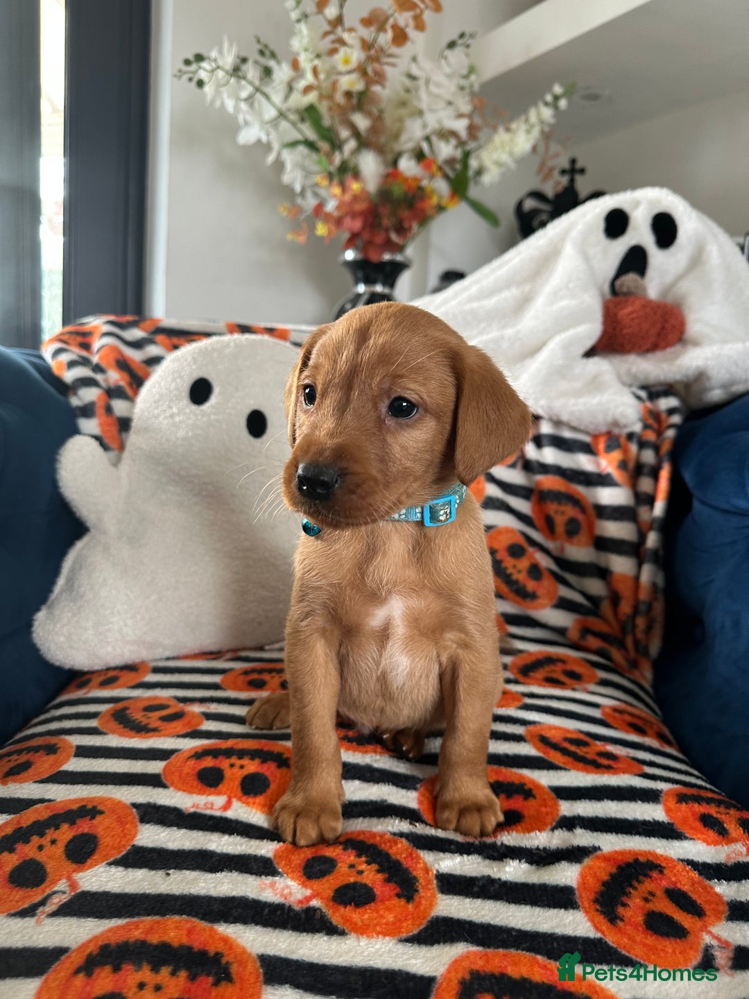 Labrador Retriever dogs for sale: Beautiful fox red Labrador pups - Image 24