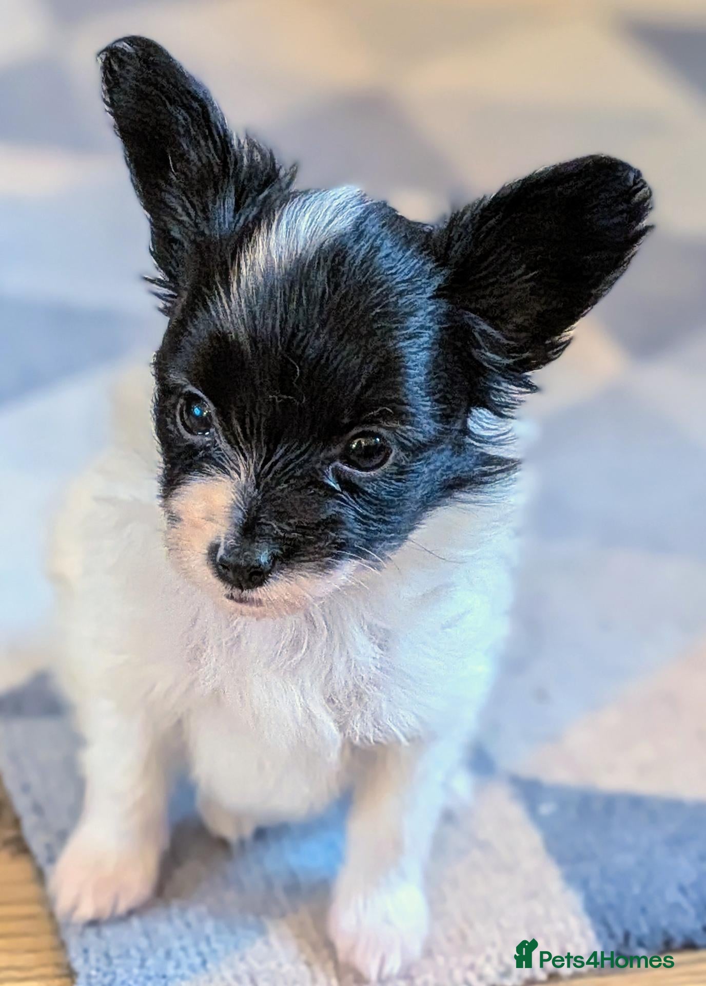 Papillon dogs Small Papillon Boy Puppy  - Advert 5