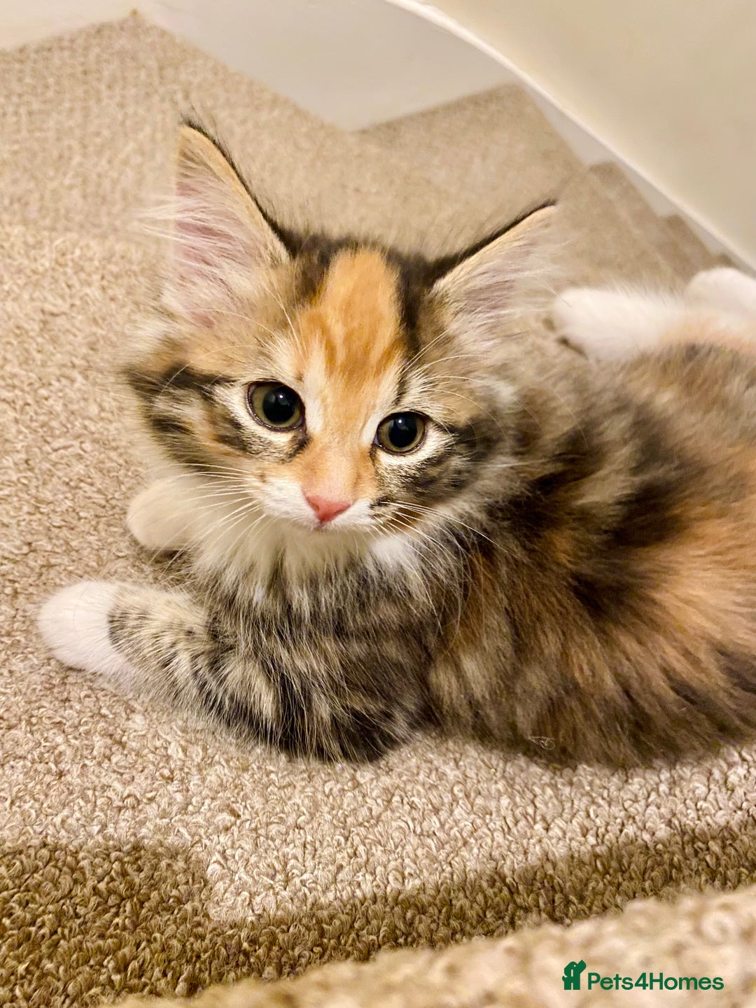 Domestic Shorthair cats for sale: Domestic Shorthair X Ragdoll Cross - Advert 6