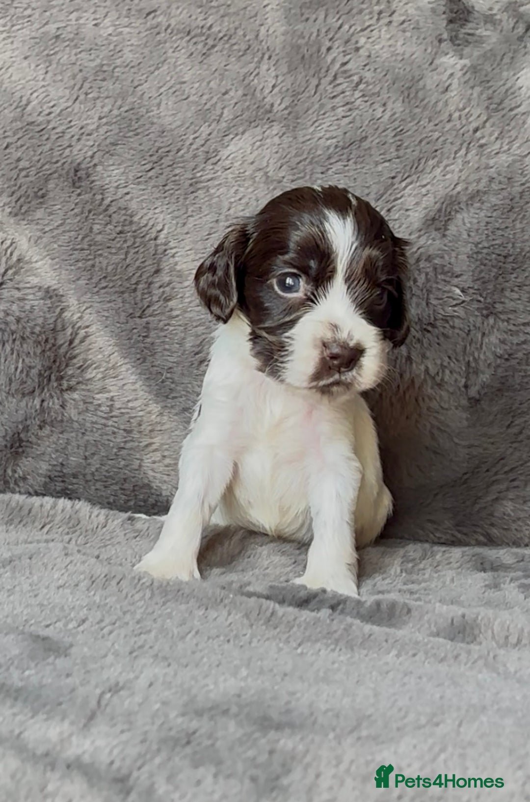 Cocker Spaniel dogs for sale: KC Show Type Cocker Spaniel Pups - Family Home  - Image 3