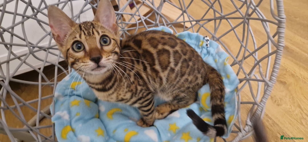 Bengal cats for sale: Amazing Bengal kittens 🥰 last boy left ❤️ in Corby - Image 2