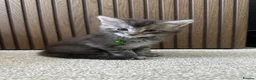 Maine Coon cats for sale: 6 Beautiful GCCF Registered Maine Coon Kittens - Advert 2