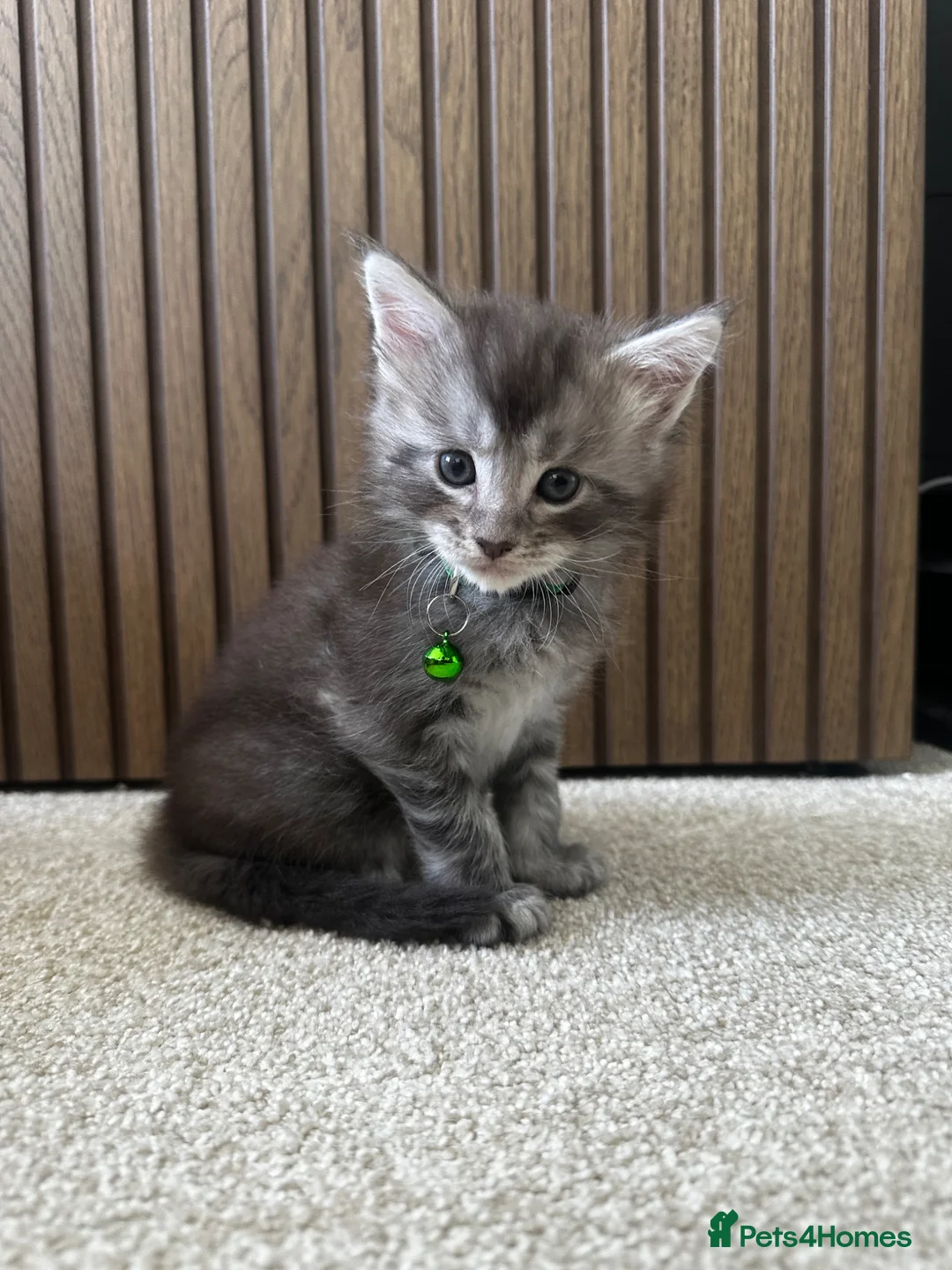 Maine Coon cats for sale: 6 Beautiful GCCF Registered Maine Coon Kittens - Advert 2