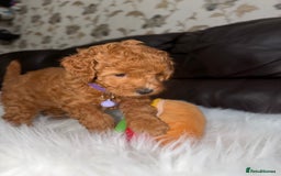 Toy Poodle dogs for sale: Gorgeous Fox Red Toy Poodle Females😍 - Image 8