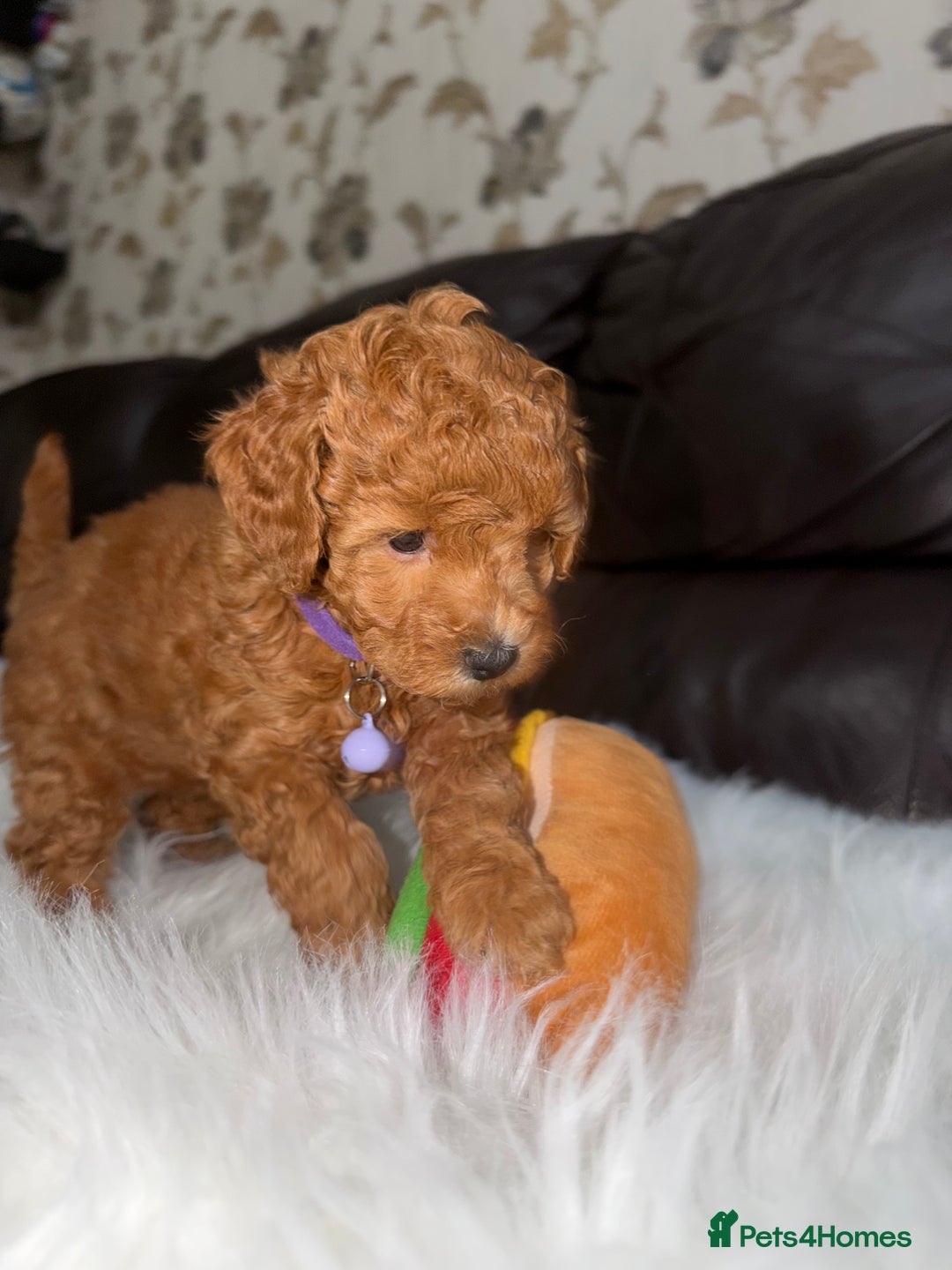 Toy Poodle dogs for sale: Gorgeous Fox Red Toy Poodle Females😍 - Image 8