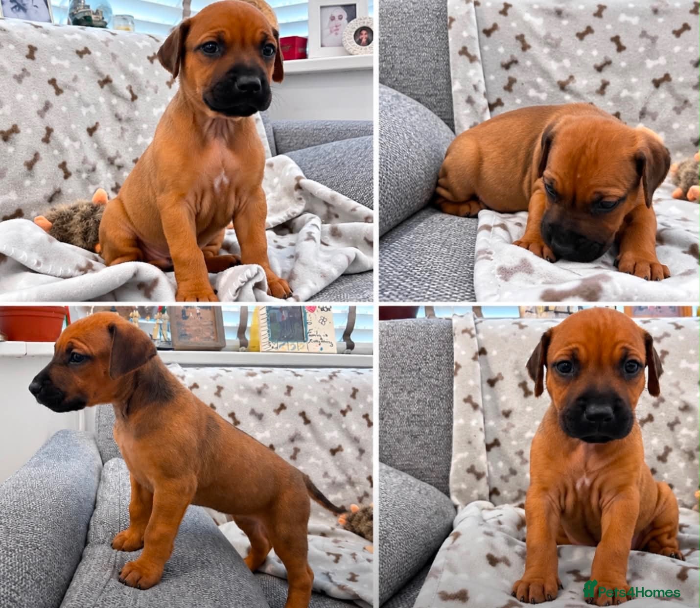 Rhodesian Ridgeback dogs European Champion Pedigree KC  - Advert 1