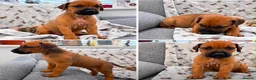 Rhodesian Ridgeback dogs for sale: European Champion Pedigree KC  - Advert 4