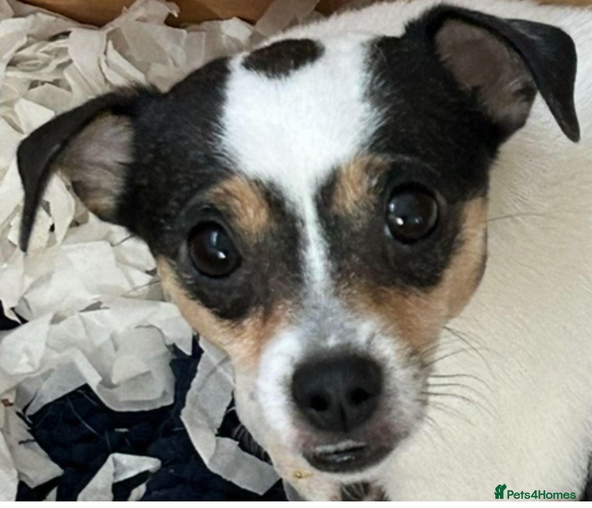 Jack Russell dogs Miniature jack Russell puppies  - Advert 11