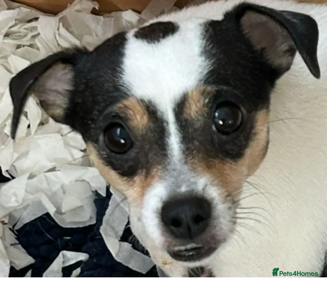 Jack Russell dogs for sale: Miniature jack Russell puppies  in Chesterfield - Advert 1