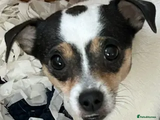 Jack Russell dogs Miniature jack Russell puppies - Advert 11