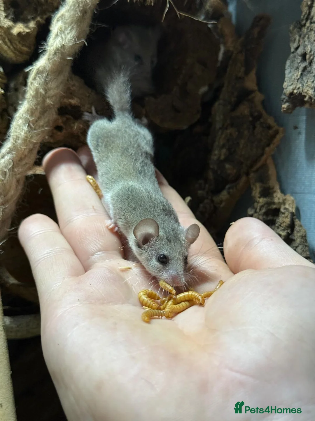 Mouse rodents for sale: Micro squirrels (African Pygmy dormice) in Grimsby - Advert 7