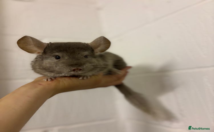 Chinchilla rodents - Advert 2