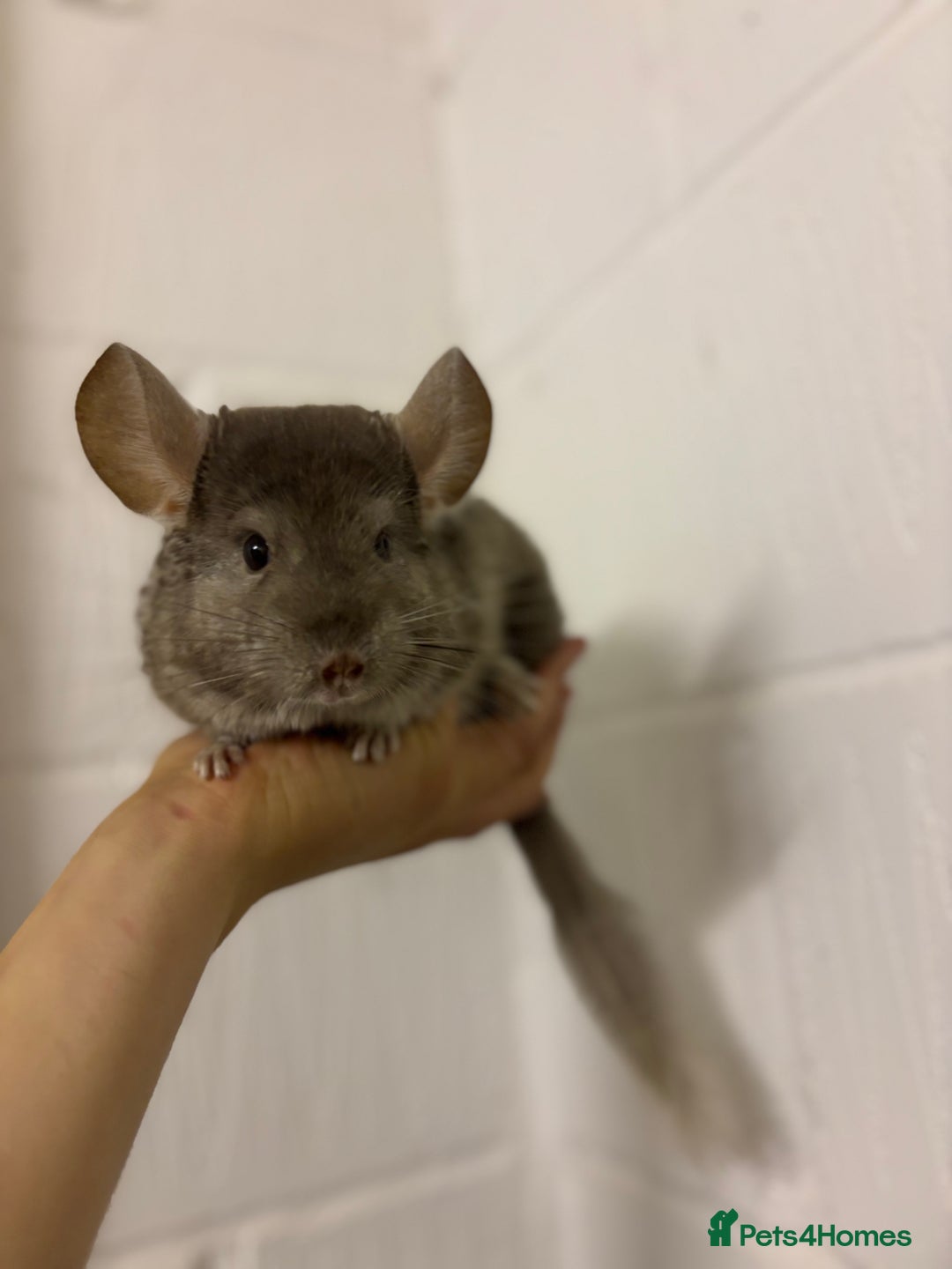 Chinchilla rodents for sale: Cuddly Baby Chinchillas!  - Image 1