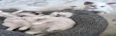 Ragdoll 5