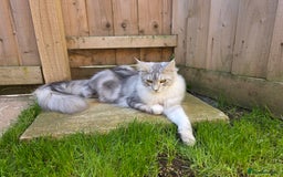 Maine Coon cats for sale: Affectionate & Handsome Purebred Maine Coon Boy  - Image 9
