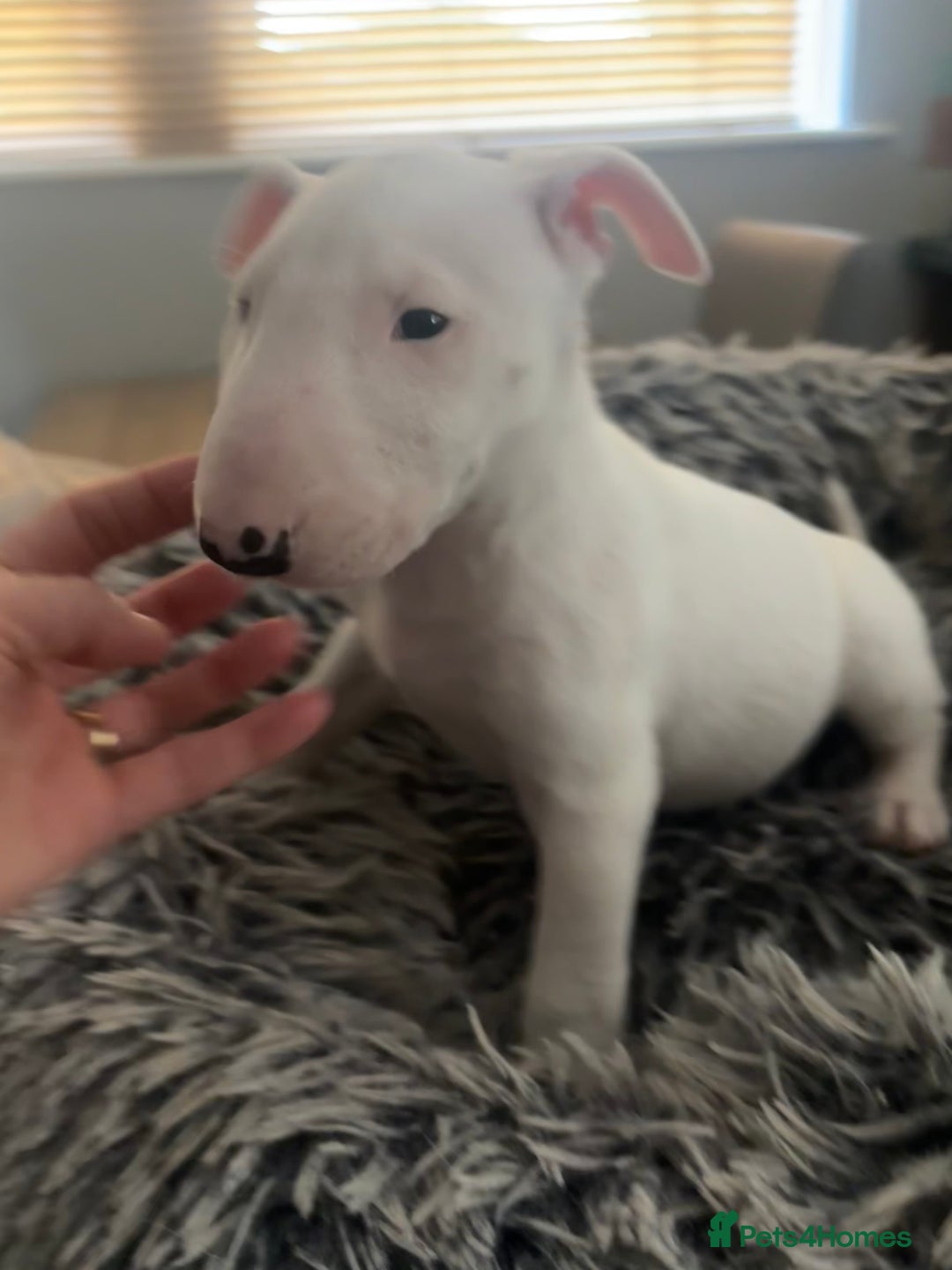 English Bull Terrier dogs for sale: Outstanding male bull terriers  - Image 7