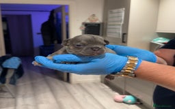 French Bulldog dogs for sale: Merle and lilac and tan French bulldog puppies - Image 13