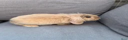 Mini Lion Lop rabbits for sale: Mini lion lop - Advert 7