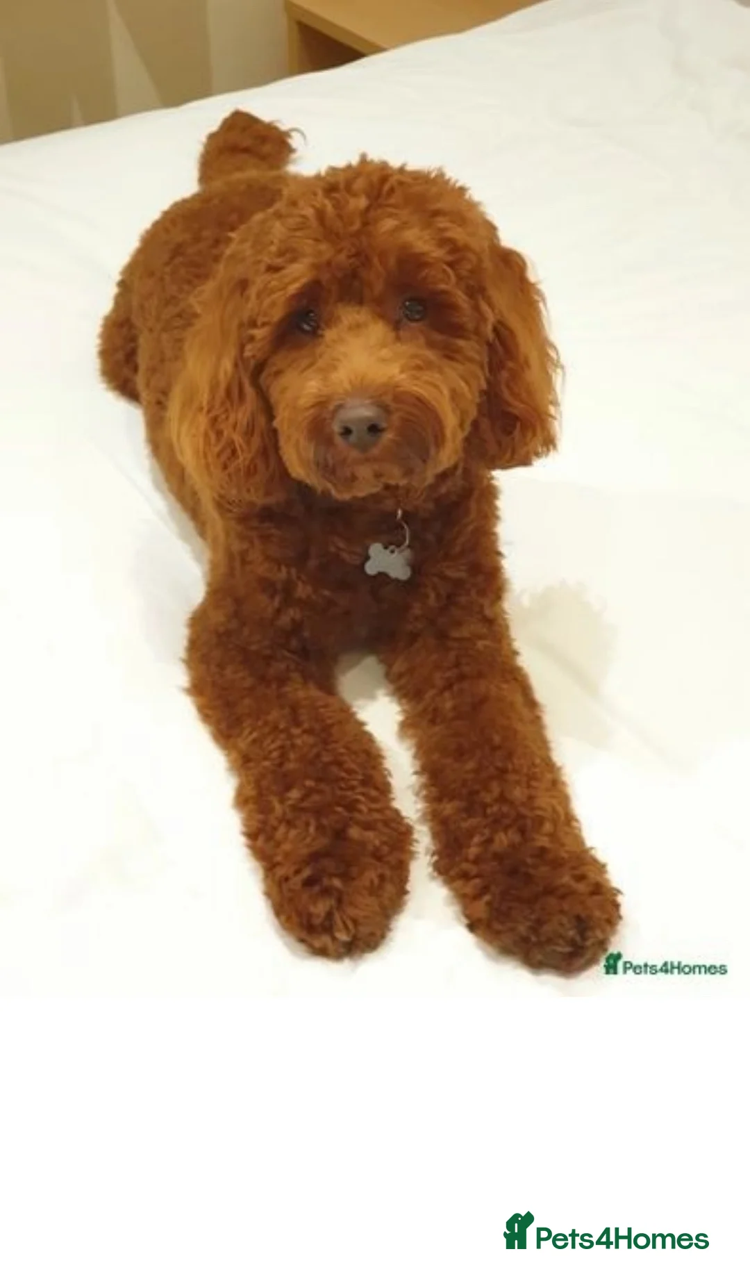 Cockapoo dogs for stud: Stunning Cockapoo For Stud in King's Lynn - Advert 2