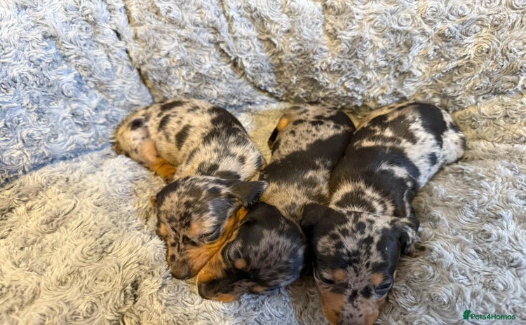 Miniature Dachshund dogs - Advert 3