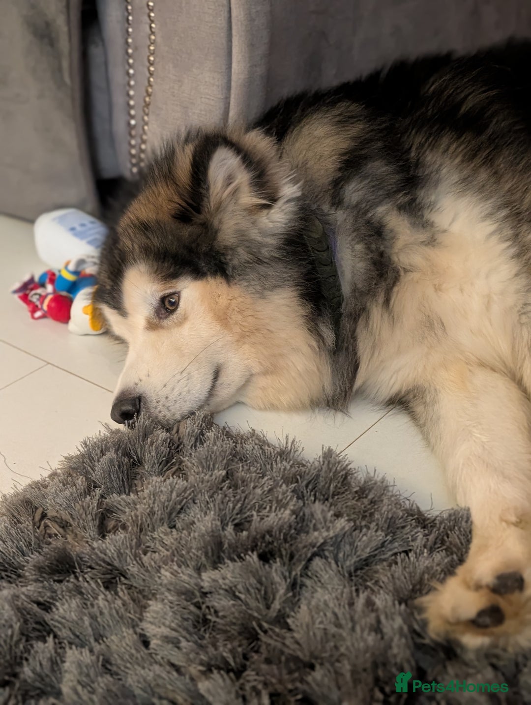 Alaskan Malamute dogs for stud: KC Registered Champion Alaskan Malamute for Stud in Bathgate - Advert 3