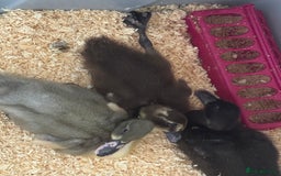 Ducks poultry for sale: Indian Runner Ducklings  in Wigan - Image 2