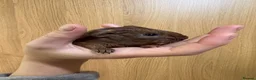 Guinea Pig rodents for sale: Baby guinea pigs for sale  - Advert 9