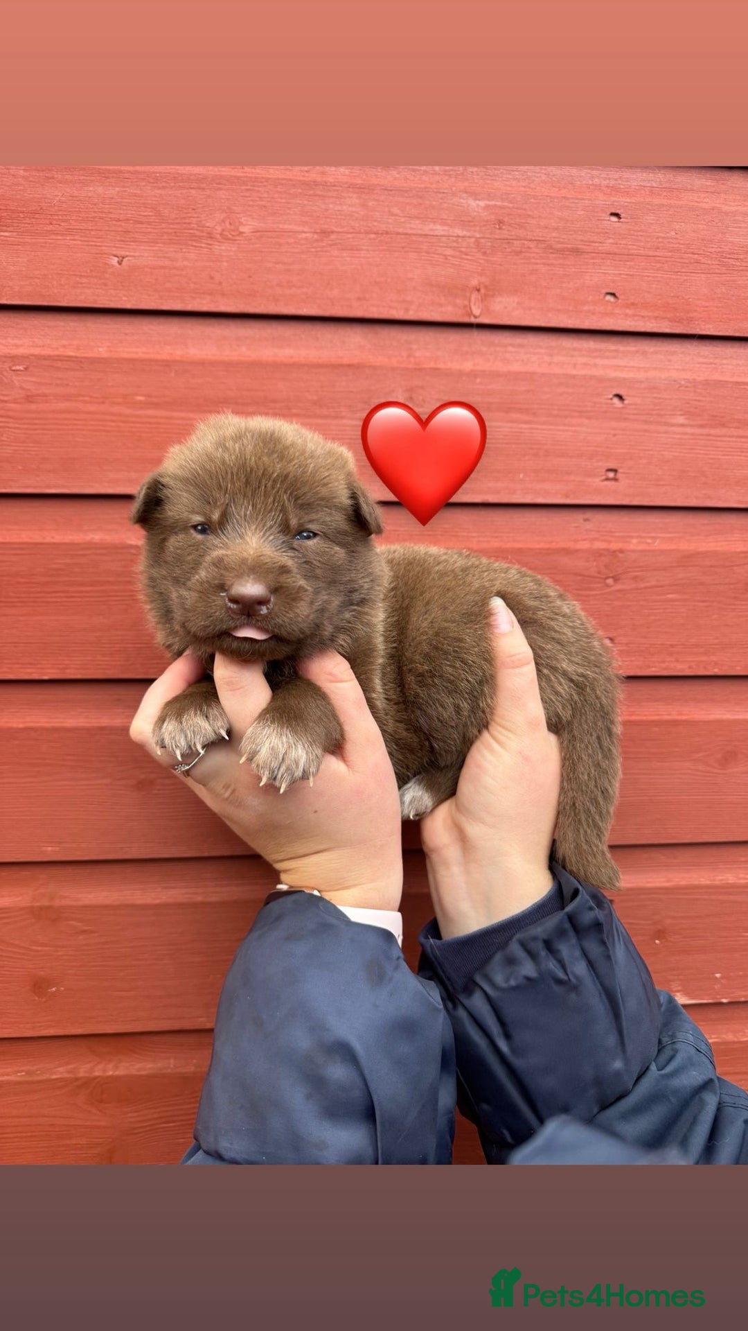 German Shepherd dogs for sale: Stunning German Shepherd X Puppies  - Advert 4