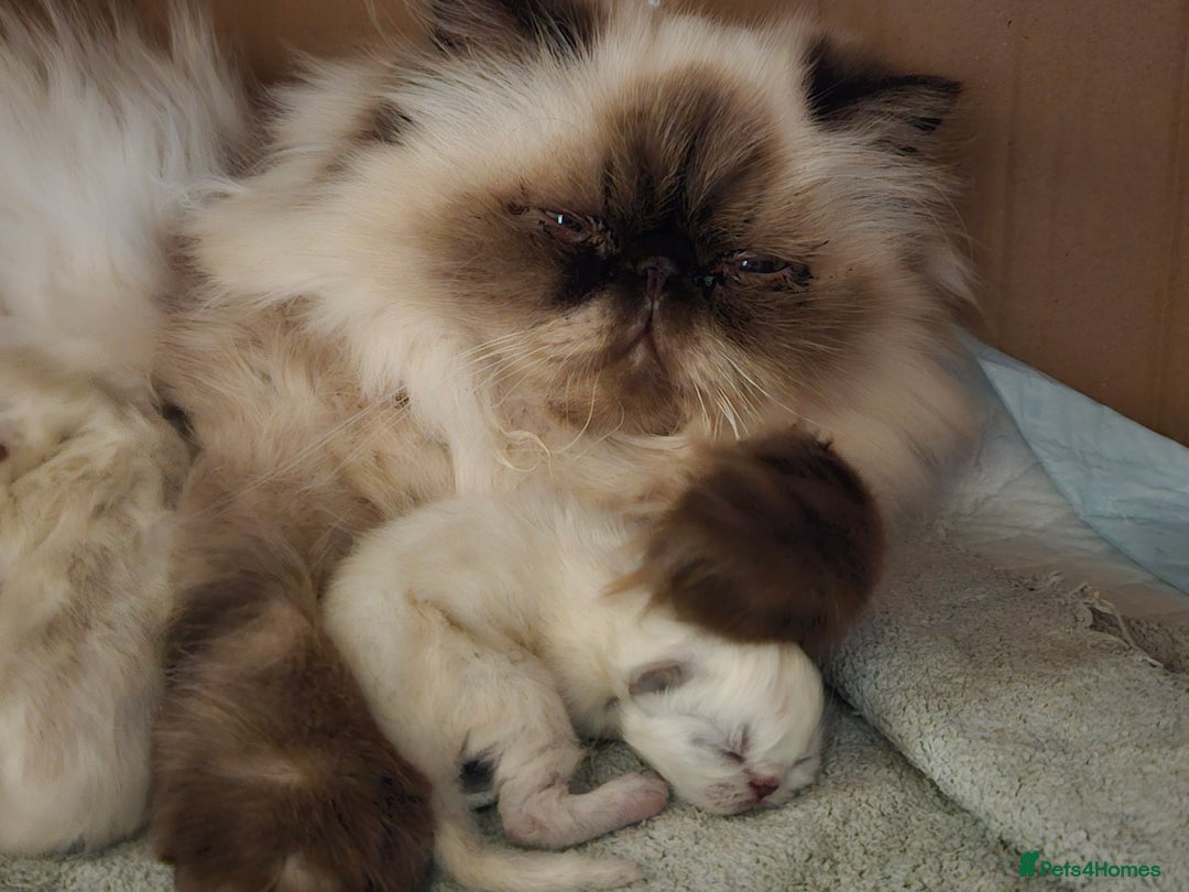 Persian cats for sale: Stunning Pedigree Persian Kitten - Image 17