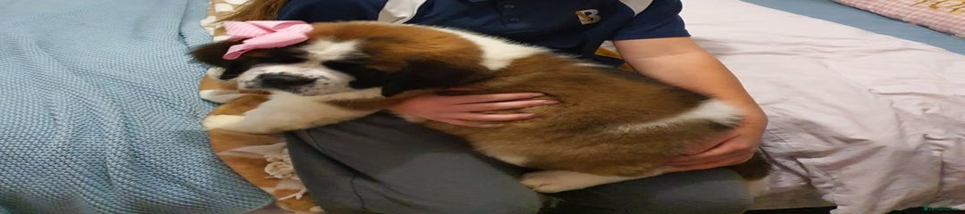 Saint Bernard Puppy 5