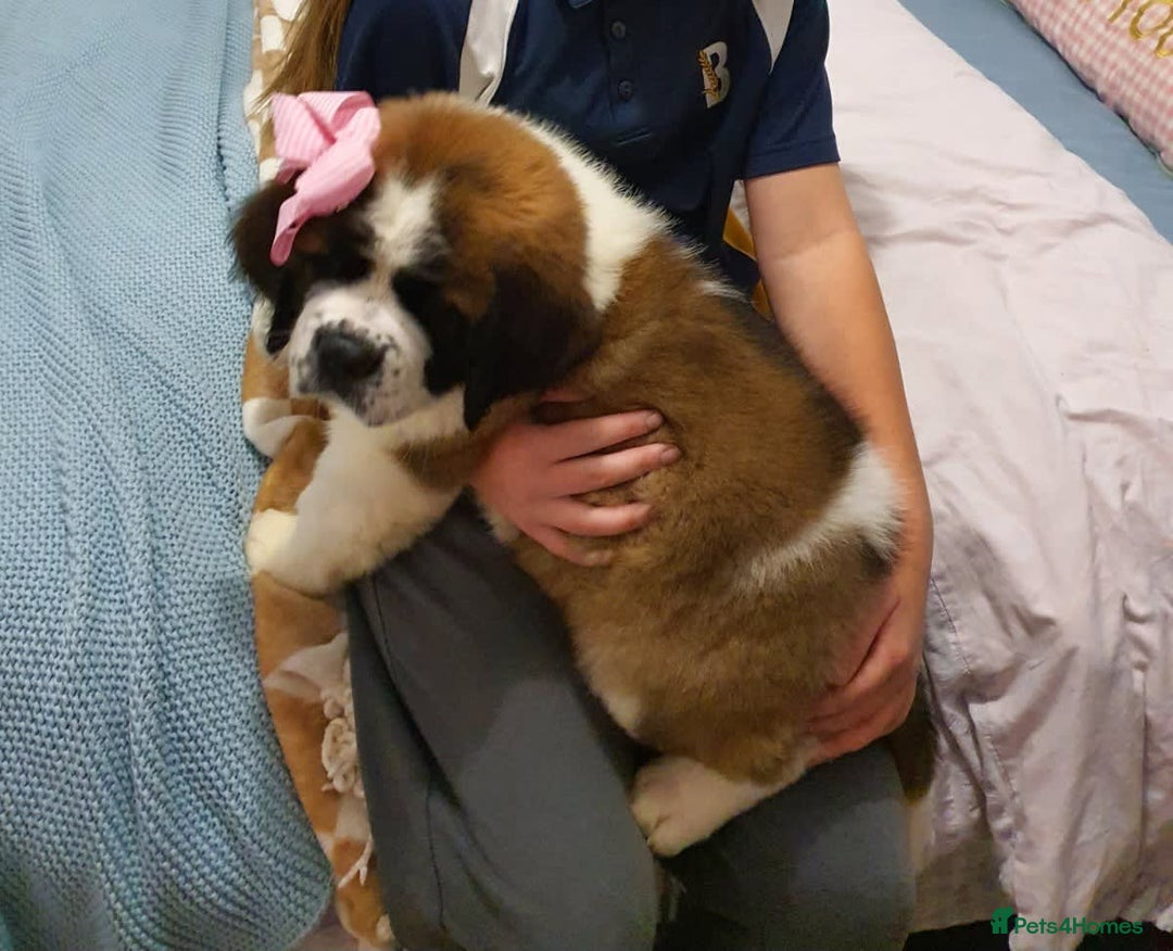 Saint Bernard dogs for sale: Full-Sized Saint Bernards - Image 5
