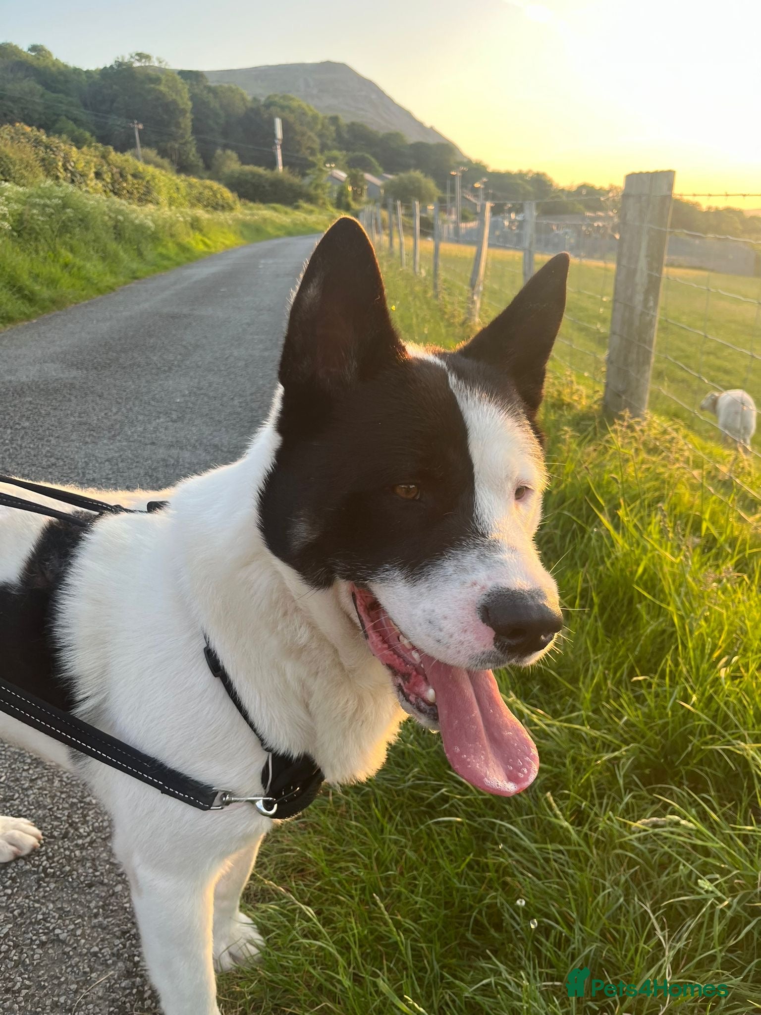 Akita dogs for sale: Kizzer in Penmaenmawr - Advert 8