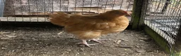 Chickens poultry for sale: Orpington Cockerels  - Advert 5