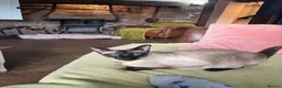 Siamese cats for sale: Pedigree, top quality kittens  - Advert 9