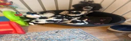 Miniature Poodle dogs for sale: KC parti colour miniature poodle puppies - Advert 20