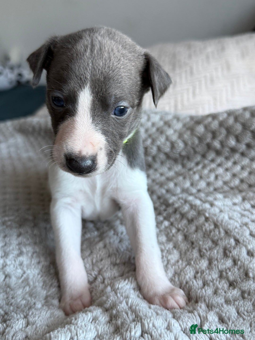 Whippet dogs for sale: 🏆KC Whippet Puppies - Gentle, Elegant & Loving🏆 - Image 7